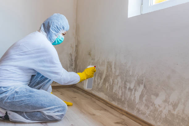 Licensed Black Mold Removal service in Greenbelt, MD - WQB Mold Removal