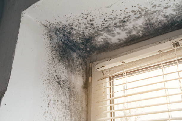 Affordable Black Mold Removal solutions in Greenbelt, MD
