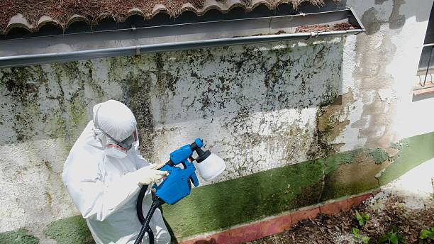 Top rated local Black Mold Removal specialists in Greenbelt, MD